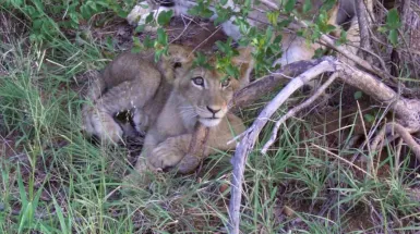 Garden Route e Kruger viaggio nel sud dell’Africa