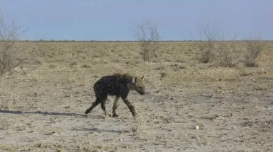 Namib, Himba e San