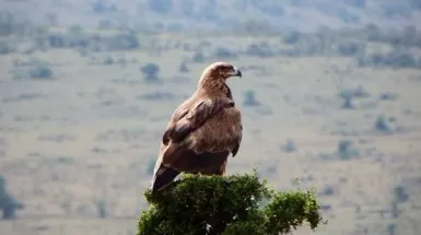 La Terra dei Masai